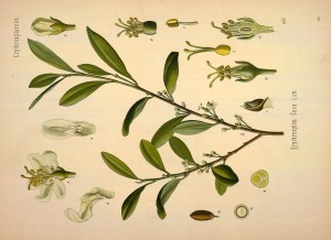 Erythroxylum Coca (Source: Flickr - Biodiversity Heritage Library)