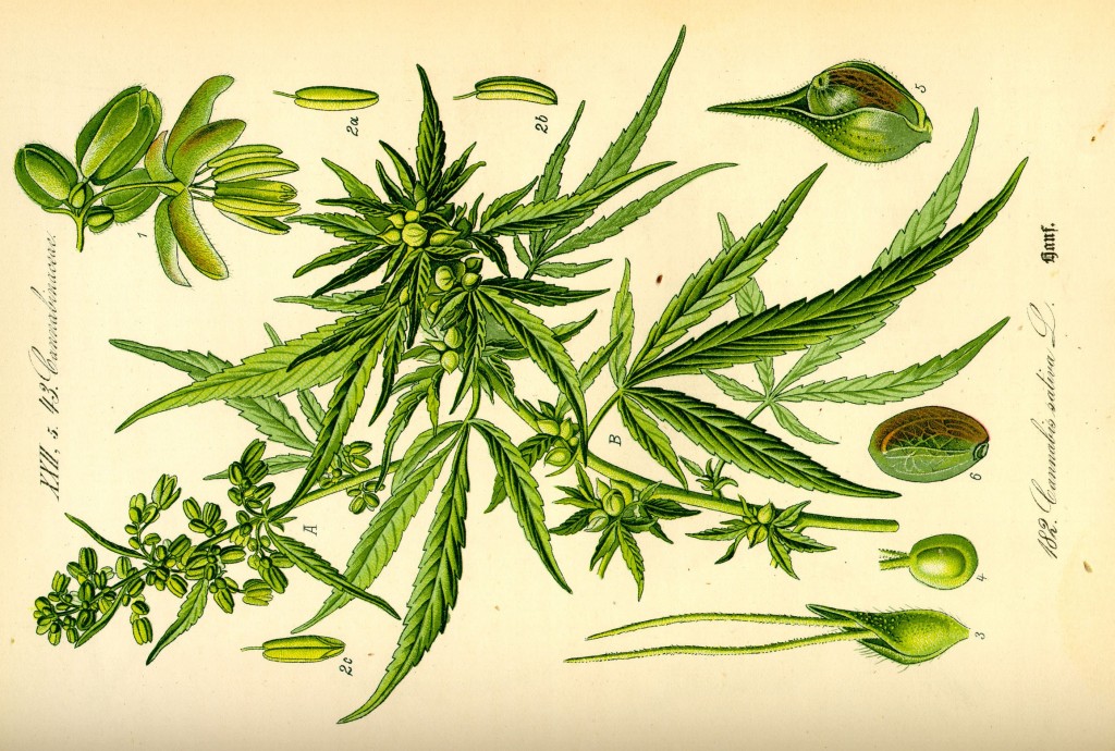 Cannabis Sativa (Source: Wikipedia)