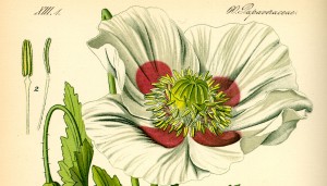 Opium Poppy Illustration (Source: Wikipedia)