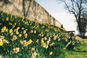 More Daffodils in York (Source: Flickr - Jim Killock)