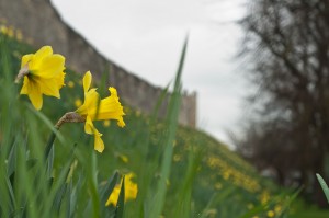 Daffodils in York (Source: Flickr - chippykev)