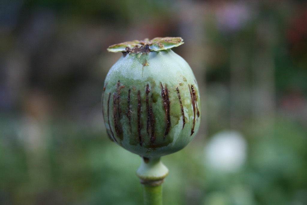 Opium poppy, after harvest. (Flickr - Laughlin Elkind)