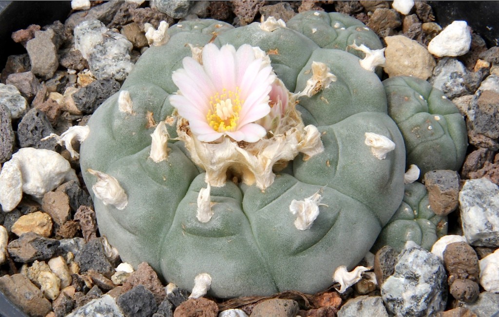 Peyote Cactus (Wikimedia Commons)
