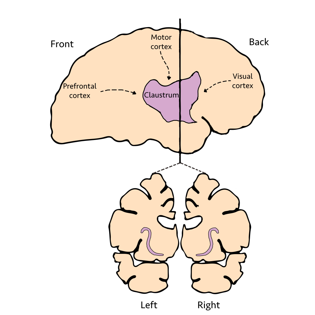 (Source: the Claustrum is a thin sheet of brain matter that takes inputs from important brain regions. Photo: thepsychedelicscientist.com)