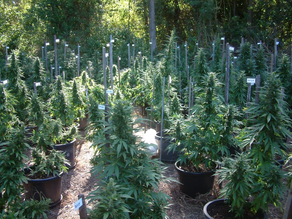 Medical cannabis research crop. (Wikimedia Commons)
