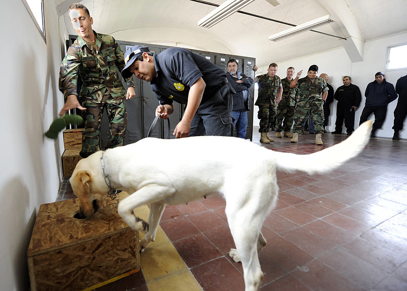 US Navy Sniffer Dog (Source: Wikimedia Commons)