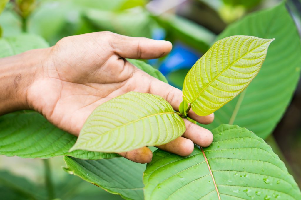 Kratom leaves. (Source: Shutterstock)