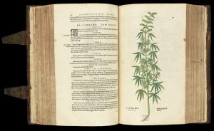 cannabis history