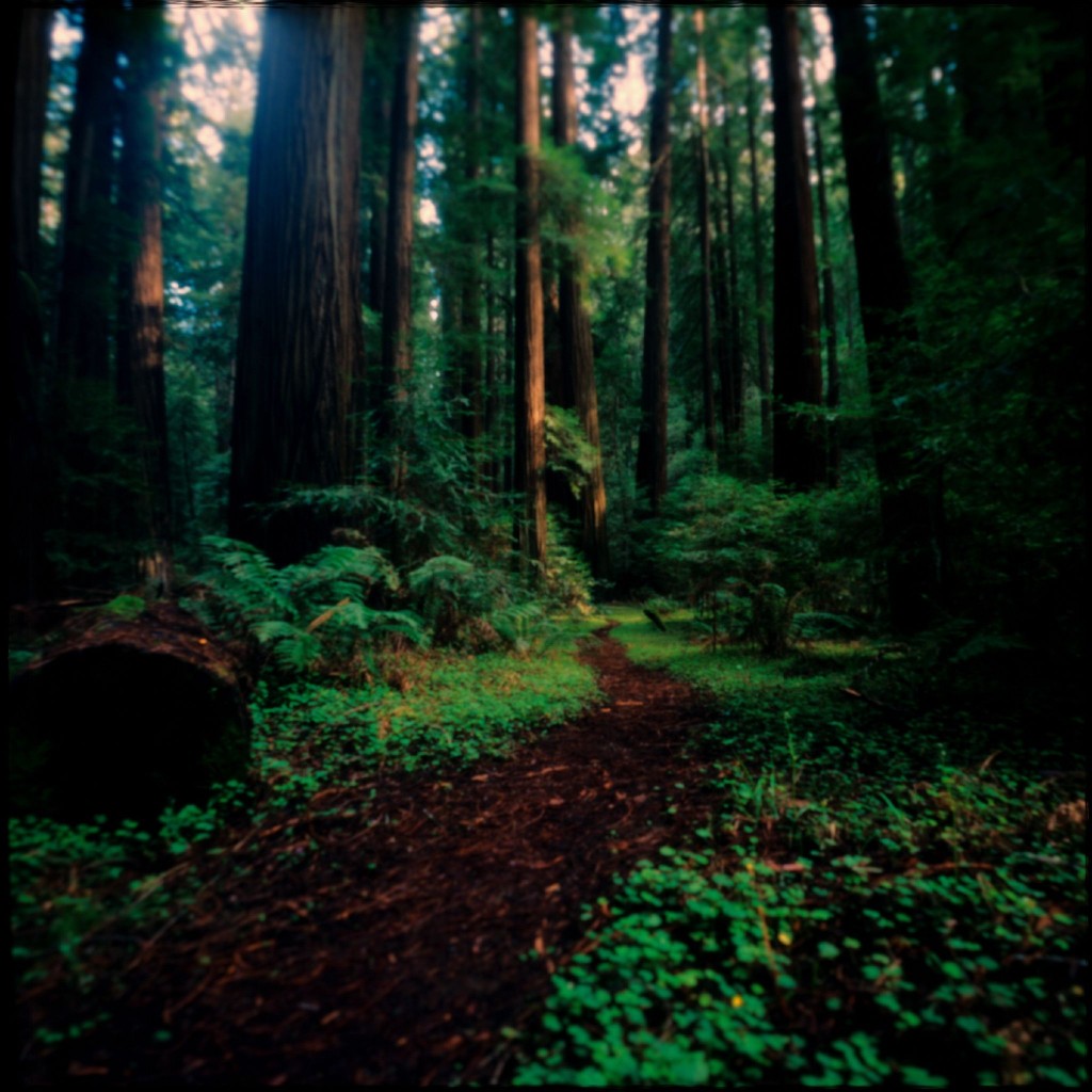 Redwood trees in Humboldt County, California. (Flickr - Wayne Mackeson)