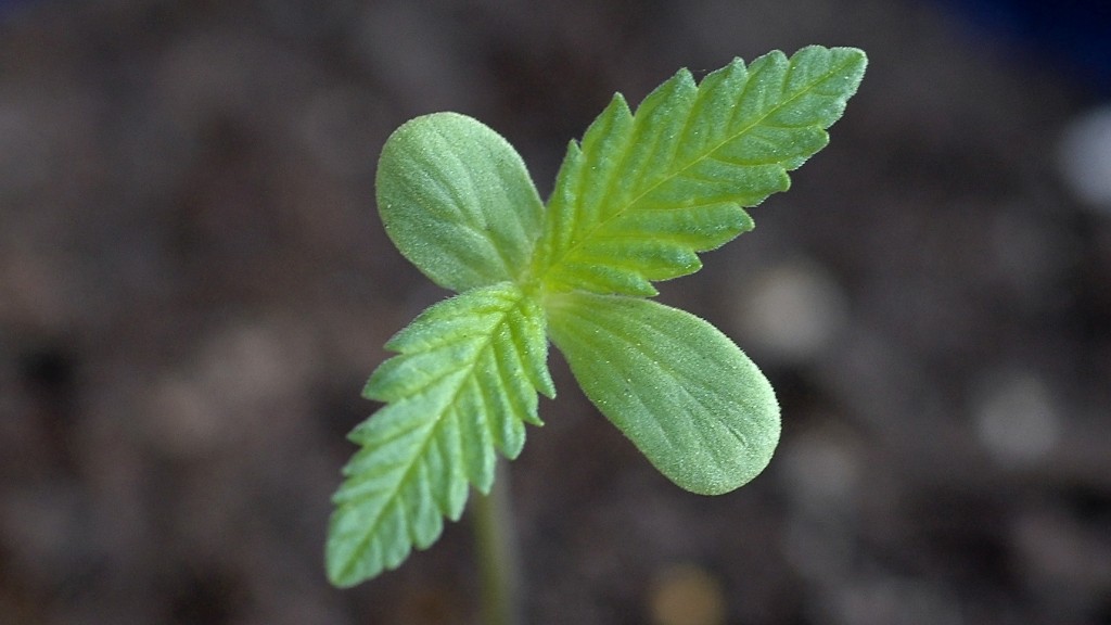 A very young cannabis sativa seedling. (Wikimedia Commons)