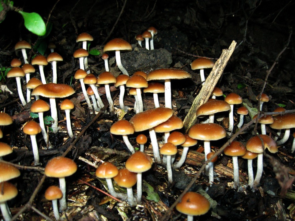 Psilocybin Mushrooms. (Source: Wikimedia Commons)