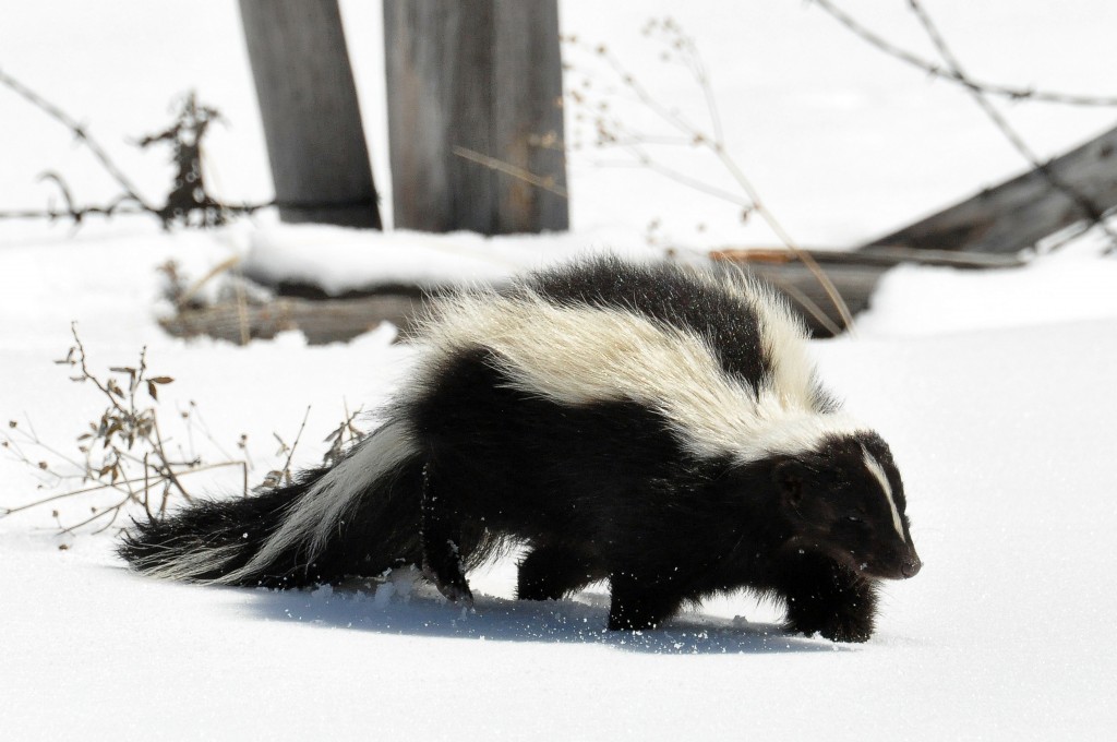 The Striped Skunk - not to be confused with high THC strains of cannabis… (Source: Wikimedia Commons)
