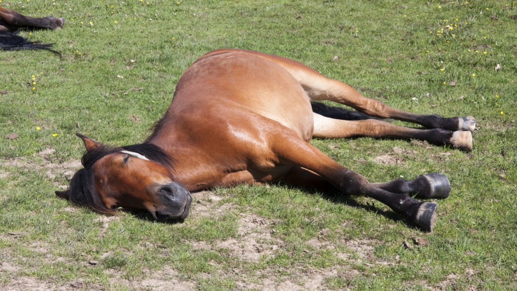 horse sleeping