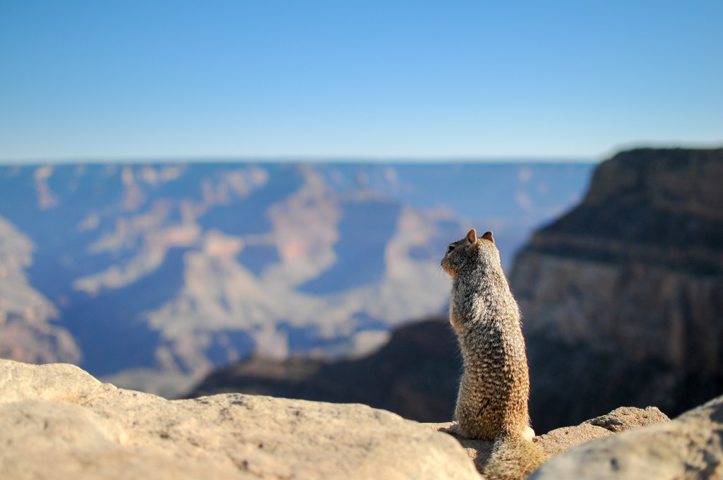 landscape-animal-mountain-top