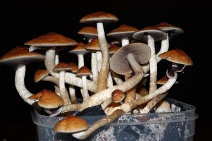 Golden Teacher psilocybin mushrooms