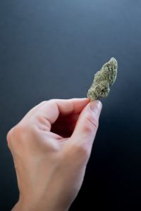 A hand holding up a bud of cannabis flower