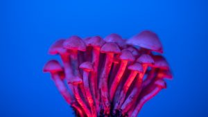 pink psilocybin mushrooms on a blue background